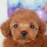 タイニープードル