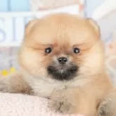 ポメラニアン