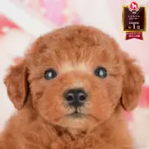 トイプードル(トイ)
