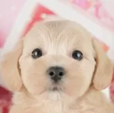 マルプー(マルチーズ×トイプードル)【千葉県・男の子・2025年9月7日・クリーム】の写真1「この子が気になった方は、[[この子犬の見学希望]]ボタンからお気軽にお問い合わせ下さい😊」