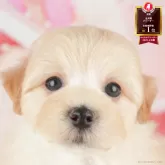 マルプー(マルチーズ×トイプードル)【千葉県・女の子・2025年4月30日・アプリコット】の写真1「この子が気になった方は、[[この子犬の見学希望]]ボタンからお気軽にお問い合わせ下さい😊」
