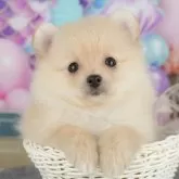 ポメラニアン