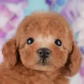 タイニープードル