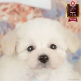 タイニープードル