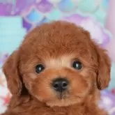 トイプードル(トイ)