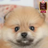 ポメラニアン