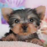 ヨークシャーテリア