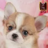 チワワ(ロング)