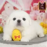 ペキニーズ
