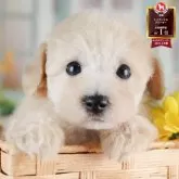トイプードル(トイ)