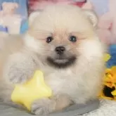 ポメラニアン
