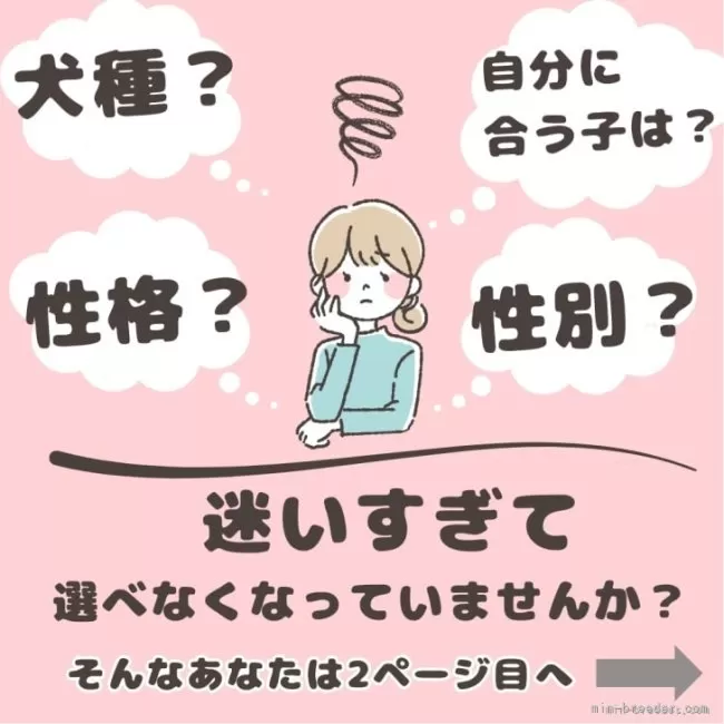 シーズー【千葉県・女の子・2025年3月1日・ゴールド&ホワイト シーズー【千葉県・女の子・2025年3月1日・ゴールド&ホワイト