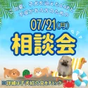 ビションプー(ビションフリーゼ×トイプードル)【千葉県・男の子・2025年4月23日・アプリコット】の写真2「7/21相談会開催🐶🚨 3連休中のためすぐ満席予想！ご予約はお早めに✨」