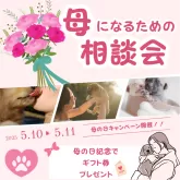 カニンヘンダックスフンド(ロング)【千葉県・男の子・2025年3月21日・チョコレート&タン】の写真2「母の日に、ワンちゃんの“ママ”になりませんか？🐶💐今年も開催！【母になるための相談会】」
