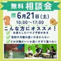 トイプードル(トイ)【千葉県・男の子・2025年4月27日・レッド】の写真2「どの子にするか迷ってる…”そんなあなたのための相談会🗨️」
