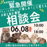 マルプー(マルチーズ×トイプードル)【千葉県・男の子・2025年4月4日・アプリコット】の写真2「📣ワンちゃん選びで迷っている方、、お集まりください！！🐶✨」