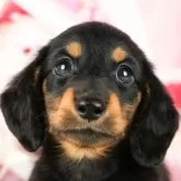 ミニチュアダックスフンド(ロング)【千葉県・男の子・2024年9月22日・ブラックタン】の写真2「(生後46日)」