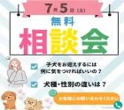 チワワ(ロング)【千葉県・男の子・2025年5月12日・パーティー】の写真2「どの子にするか迷ってる…”そんなあなたのための相談会🗨️」