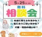 トイプードル(トイ)【千葉県・女の子・2025年4月4日・レッド】の写真2「💐このようなお悩みの方、一度相談会へ参加してみませんか？私たちがサポートさせていただきます🐶💐」