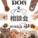 チワックス(チワワ×ダックスフンド)【千葉県・女の子・2025年4月5日・クリーム】の写真2「📢大好評につき！緊急開催🐶✨🌟ご予約お急ぎください！」