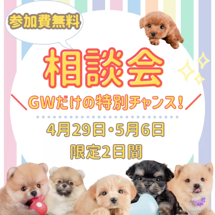 すぐったレディース福袋 シーズー【千葉県・女の子・2025年3月1日・ゴールド&ホワイト その他