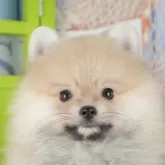 ポメラニアン【千葉県・男の子・2025年9月22日・クリーム】の写真3「専属獣医師さんによる健康診断実施済み！🏥もちろん健康診断書も付いてます🌟」