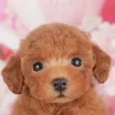 タイニープードル【千葉県・男の子・2025年5月7日・レッド】の写真3「専属獣医師さんによる健康診断実施済み！🏥もちろん健康診断書も付いてます🌟」