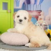 マルプー(マルチーズ×トイプードル)【千葉県・女の子・2025年4月30日・アプリコット】の写真3「専属獣医師さんによる健康診断実施済み！🏥もちろん健康診断書も付いてます🌟」