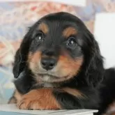 ミニチュアダックスフンド(ロング)【千葉県・男の子・2025年9月23日・ブラック&タン】の写真3「専属獣医師さんによる健康診断実施済み！🏥もちろん健康診断書も付いてます🌟」