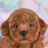 トイプードル(トイ)【千葉県・女の子・2025年9月18日・レッド】の写真3「専属獣医師さんによる健康診断実施済み！🏥もちろん健康診断書も付いてます🌟」