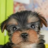 ヨークシャーテリア【千葉県・女の子・2025年9月18日・スティールブルー&タン】の写真3「専属獣医師さんによる健康診断実施済み！🏥もちろん健康診断書も付いてます🌟」