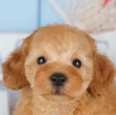 トイプードル(トイ)【千葉県・男の子・2025年8月6日・アプリコット】の写真3「専属獣医師さんによる健康診断実施済み！🏥もちろん健康診断書も付いてます🌟」