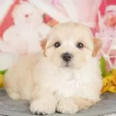 マルプー(マルチーズ×トイプードル)【千葉県・女の子・2025年4月30日・アプリコット】の写真3「専属獣医師さんによる健康診断実施済み！🏥もちろん健康診断書も付いてます🌟」