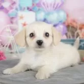 チワックス(チワワ×ダックスフンド)【千葉県・女の子・2025年4月5日・クリーム】の写真3「専属獣医師さんによる健康診断実施済み！🏥もちろん健康診断書も付いてます🌟」