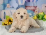 マルプー(マルチーズ×トイプードル)【千葉県・男の子・2025年4月9日・クリーム】の写真3「専属獣医師さんによる健康診断実施済み！🏥もちろん健康診断書も付いてます🌟」