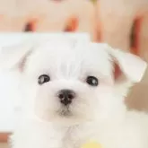 マルチーズ【千葉県・女の子・2025年9月9日・ホワイト】の写真3「専属獣医師さんによる健康診断実施済み！🏥もちろん健康診断書も付いてます🌟」