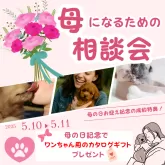 ミニチュアダックスフンド(ロング)【千葉県・女の子・2025年3月10日・ブラックタン】の写真3「母の日に、ワンちゃんの“ママ”になりませんか?🐶💐今年も開催!【母になるための相談会】」