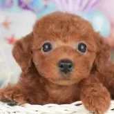 トイプードル(トイ)【千葉県・女の子・2025年5月7日・レッド】の写真3「専属獣医師さんによる健康診断実施済み！🏥もちろん健康診断書も付いてます🌟」