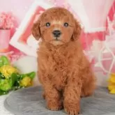 トイプードル(トイ)【千葉県・男の子・2025年4月27日・レッド】の写真3「専属獣医師さんによる健康診断実施済み！🏥もちろん健康診断書も付いてます🌟」
