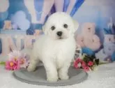 ビションフリーゼ【千葉県・男の子・2025年5月2日・ホワイト】の写真4「遠方の方やお忙しい方におすすめ！🏠自宅からオンラインでの見学もできます！📱」