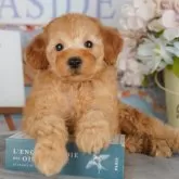 トイプードル(トイ)【千葉県・男の子・2025年8月6日・アプリコット】の写真4「遠方の方やお忙しい方におすすめ！🏠自宅からオンラインでの見学もできます！📱」