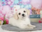 チワックス(チワワ×ダックスフンド)【千葉県・女の子・2025年4月5日・クリーム】の写真4「遠方の方やお忙しい方におすすめ！🏠自宅からオンラインでの見学もできます！📱」