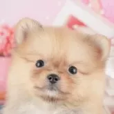 ポメラニアン【千葉県・女の子・2025年9月2日・オレンジ】の写真4「遠方の方やお忙しい方におすすめ!🏠自宅からオンラインでの見学もできます!📱」