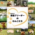 トイプードル(トイ)【千葉県・女の子・2025年2月2日・レッド】の写真4「渡邊(わたなべ)ブリーダーのわんこたちの日常です🐶伸び伸びと遊びながら子育てをしています💖」