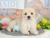 マルプー(マルチーズ×トイプードル)【千葉県・男の子・2025年4月4日・アプリコット】の写真4「遠方の方やお忙しい方におすすめ！🏠自宅からオンラインでの見学もできます！📱」