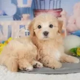 マルプー(マルチーズ×トイプードル)【千葉県・男の子・2025年9月19日・アプリコット】の写真4「遠方の方やお忙しい方におすすめ！🏠自宅からオンラインでの見学もできます！📱」