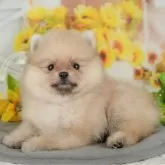 ポメラニアン【千葉県・男の子・2025年8月27日・オレンジ】の写真4「遠方の方やお忙しい方におすすめ！🏠自宅からオンラインでの見学もできます！📱」