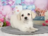 チワックス(チワワ×ダックスフンド)【千葉県・女の子・2025年4月5日・クリーム】の写真5「わんちゃんが気になったその日でも見学できます🐶✨特別価格でお迎えセットも販売してます🌟」
