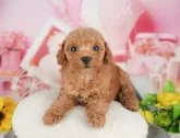 トイプードル(トイ)【千葉県・女の子・2025年5月18日・アプリコット】の写真4「わんちゃんが気になったその日でも見学できます🐶✨特別価格でお迎えセットも販売してます🌟」