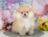 ポメラニアン【千葉県・男の子・2025年4月24日・オレンジ】の写真5「わんちゃんが気になったその日でも見学できます🐶✨特別価格でお迎えセットも販売してます🌟」